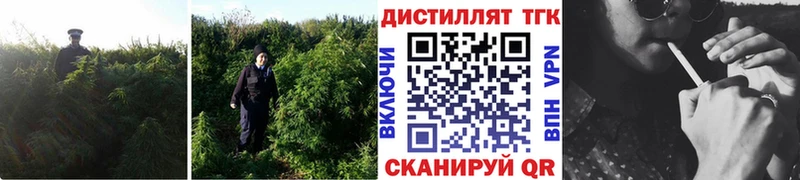 купить  цена  Петрозаводск  Дистиллят ТГК концентрат 